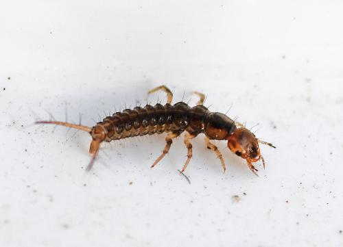 Réf. 334 061 : Nebria sp.